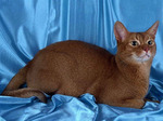 Абиссинская кошка на голубом фоне