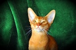 Абиссинская кошка на зеленом фоне