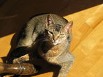 Abyssinian cat on the floor