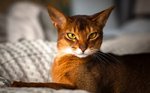 Abyssinian cat 