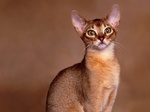 Портрет Абиссинской кошки