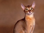 Abyssinian cat portrait