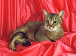 Абиссинская кошка на красном фоне