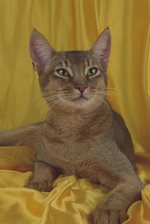 Abyssinian cat yellow