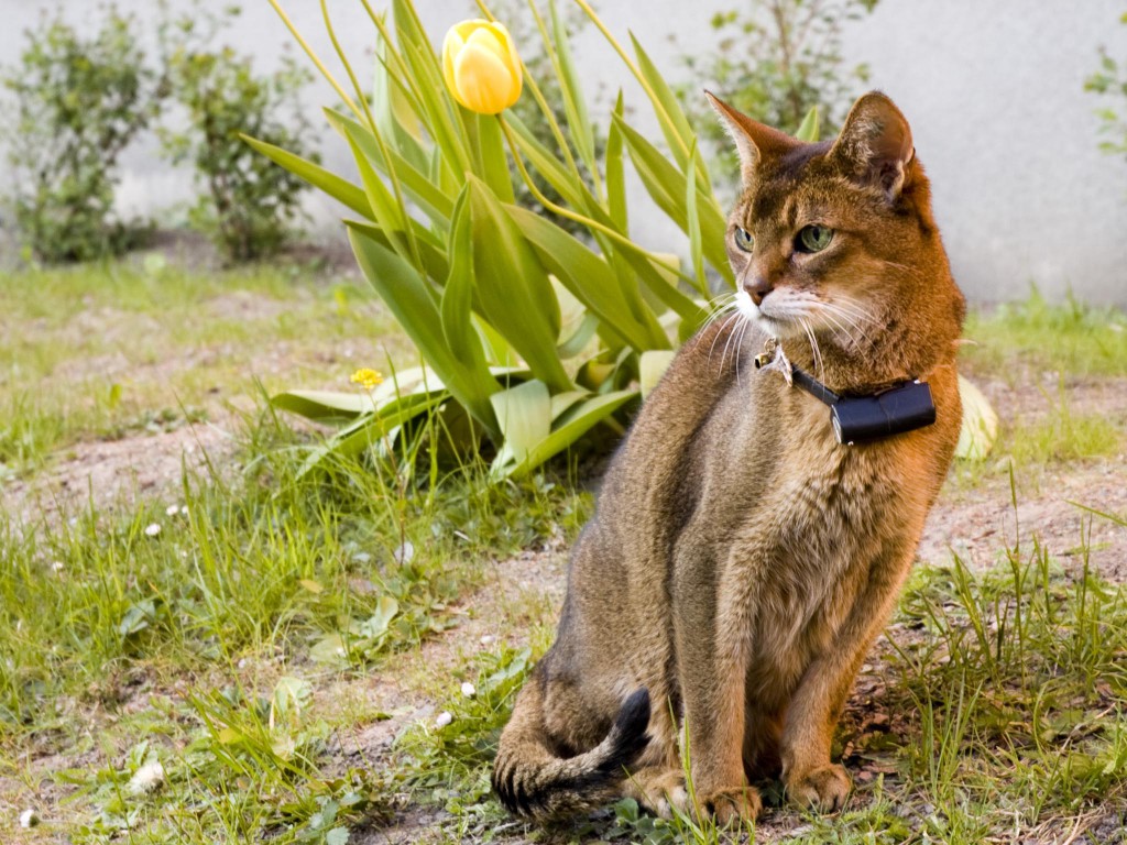 Абиссинская кошка на природе фото