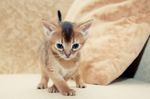 Abyssinian kitten