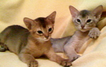 Abyssinian kittens