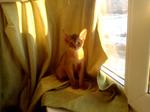 Abyssinian near the window