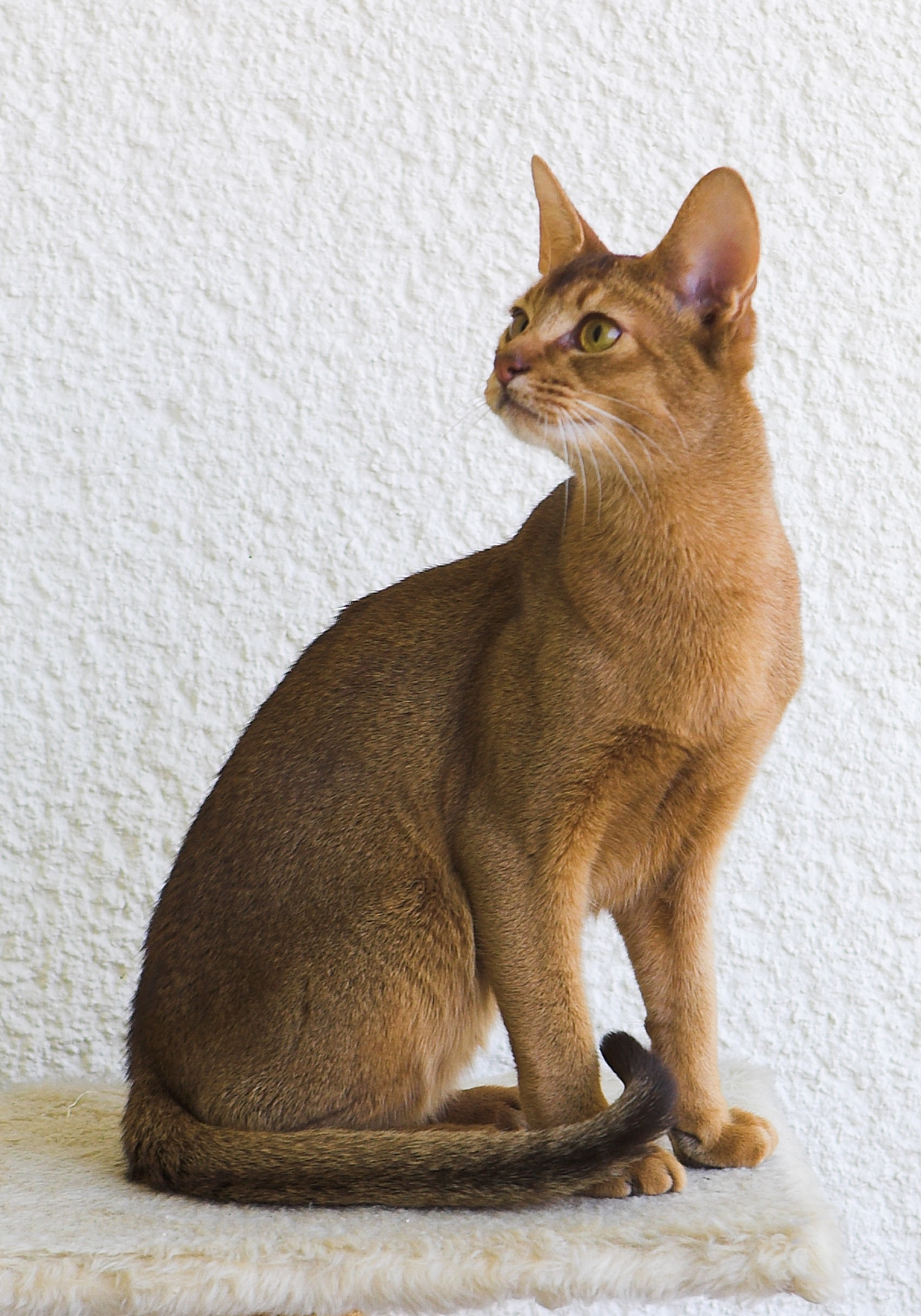 Abyssinian wallpaper