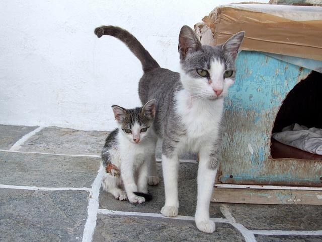Семья Эгейской кошки фото