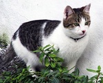 Aegean cat in the grass