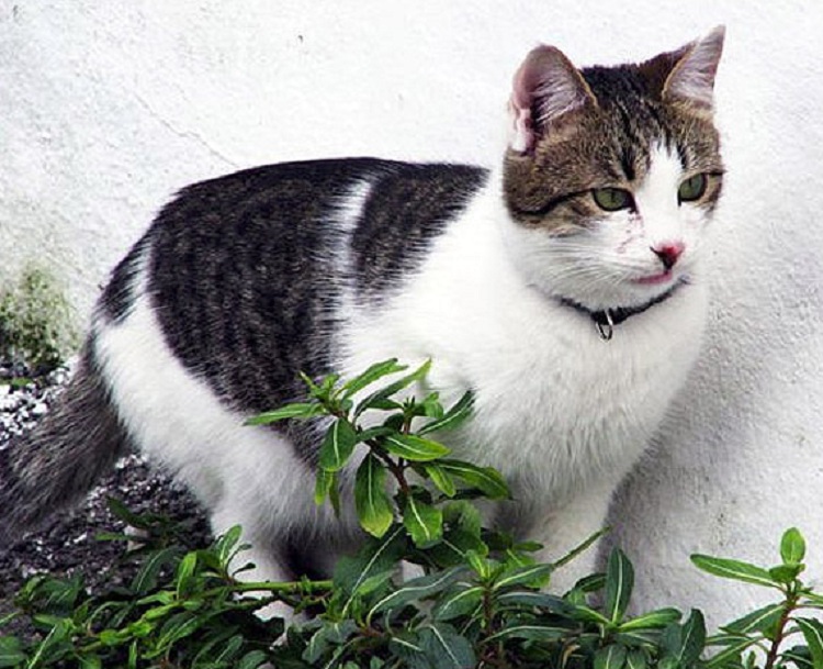 Эгейский кот в траве фото