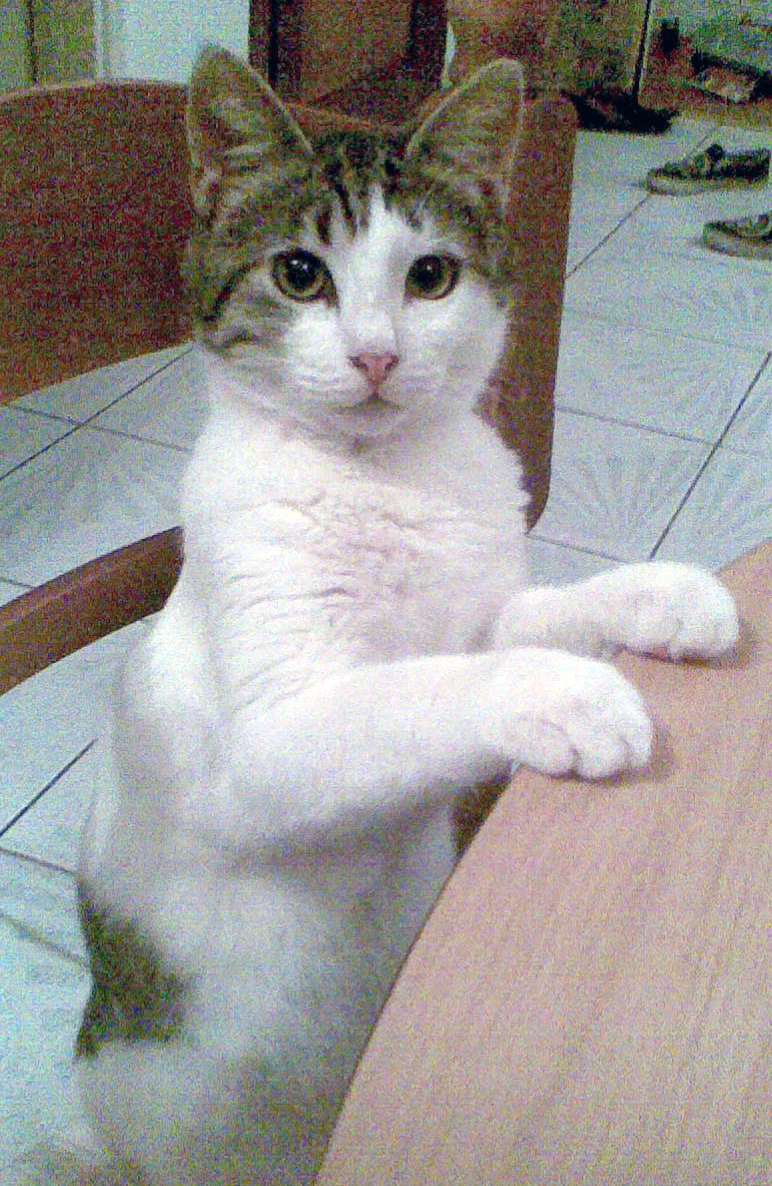Aegean cat wallpaper