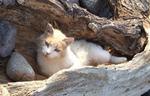 Aegean cat resting