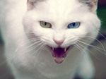 Агрессивная Яванская кошка 