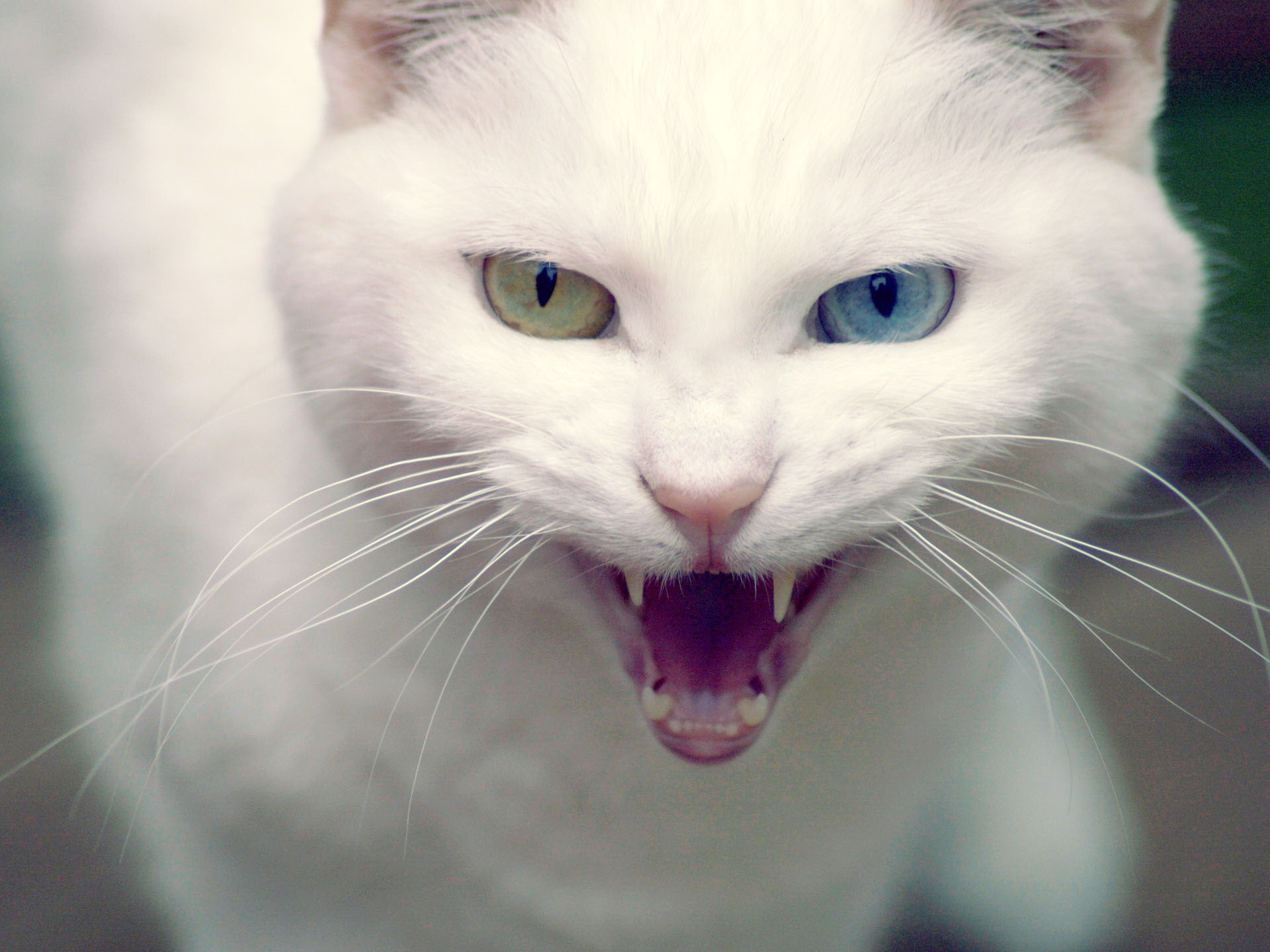 Агрессивная Яванская кошка  фото