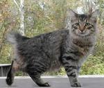 American Bobtail for a walk