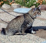 American Bobtail in the outdoors