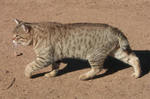 American Bobtail in the seashore