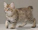 American Bobtail kitten