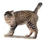 American Bobtail looking away