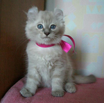 American Curl in a pink collar