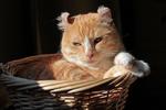 American Curl in the basket