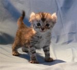 American Curl kitten