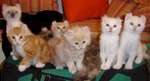 American Curl kittens