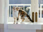 American Curl on a windowsill