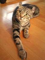 American Curl on the floor