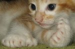 American Polydactyl kitten