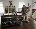 American Polydactyl on the table