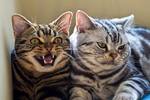 American Shorthair cats