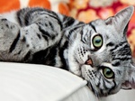 American Shorthair face