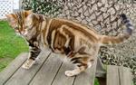 American Shorthair in the nature