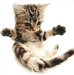 Котенок Американской короткошерстной кошки