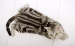 American Shorthair on the floor