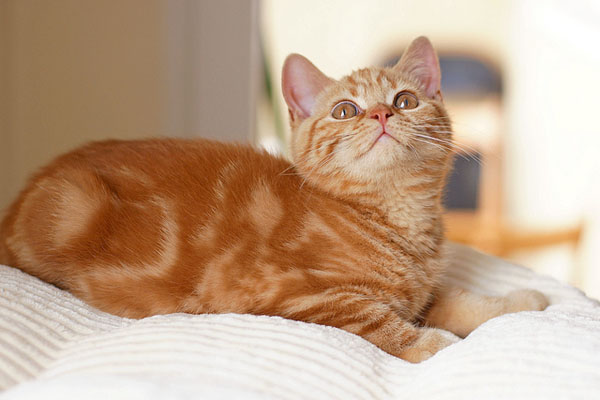 Американская короткошерстная кошка смотрит фото