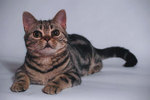 American Wirehair 