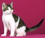 American Wirehair red
