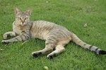 Arabian Mau on the lawn