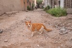 Arabian Mau walking