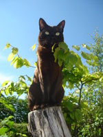 Asian cat on a tree