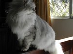 Азиатская полудлинная кошка смотрит в сторону