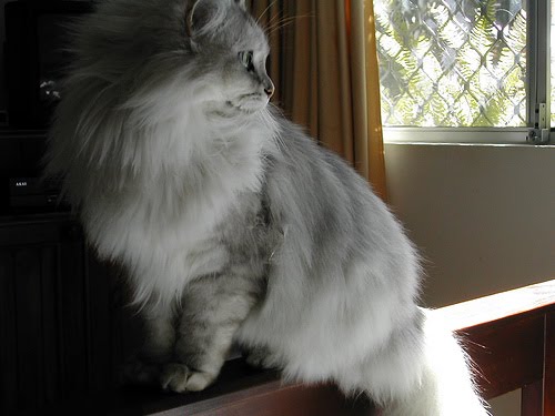 Азиатская полудлинная кошка смотрит в сторону фото