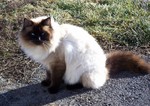 Balinese cat in the nature