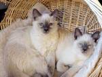 Balinese cats in basket