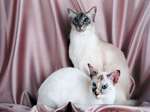 Balinese cats portrait