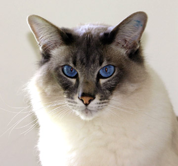 Морда Балинезийской кошки фото